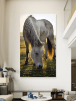 Konj u prirodi Slike na metalu Poster na aluminijumu
