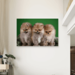 Pomeranac Slike na metalu Poster na aluminijumu