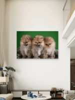 Pomeranac Slike na metalu Poster na aluminijumu