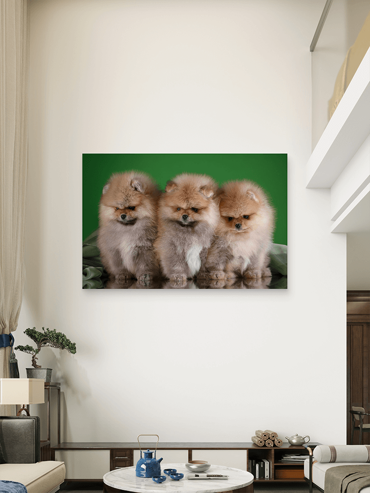 Pomeranac-3 Pomeranac Slike na metalu Poster na aluminijumu