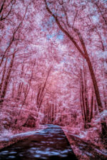 Japanese Sakura Forest - Slika 2