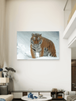 Tigar Sneg Slike na metalu Poster na aluminijumu