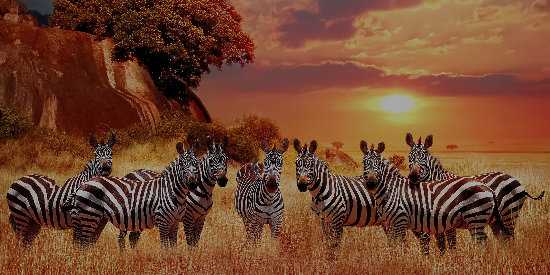 Afrika Slike na metalu Poster na aluminijumu